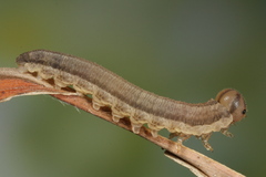Tenthredopsis