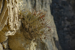 Tillandsia sphaerocephala