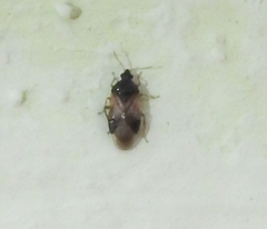Anthocoridae