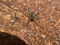 Venatrix pullastra