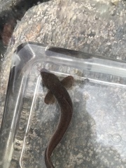 Gaidropsaridae