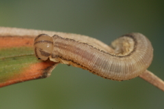 Tenthredopsis