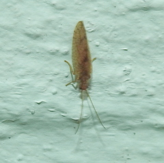 Micromus angulatus