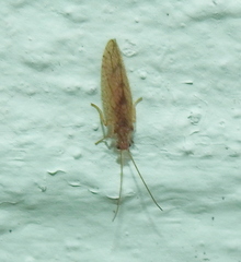 Micromus angulatus
