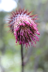 Cirsium ehrenbergii