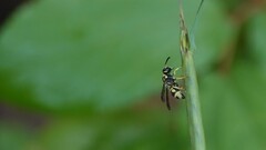 Antepipona