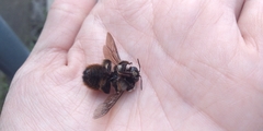 Xylocopa tabaniformis azteca