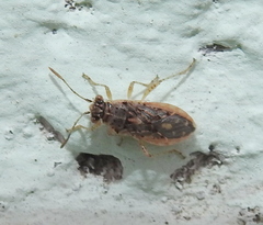 Brachycarenus tigrinus