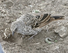 Histurgops ruficauda