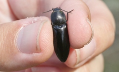 Melanactes densus
