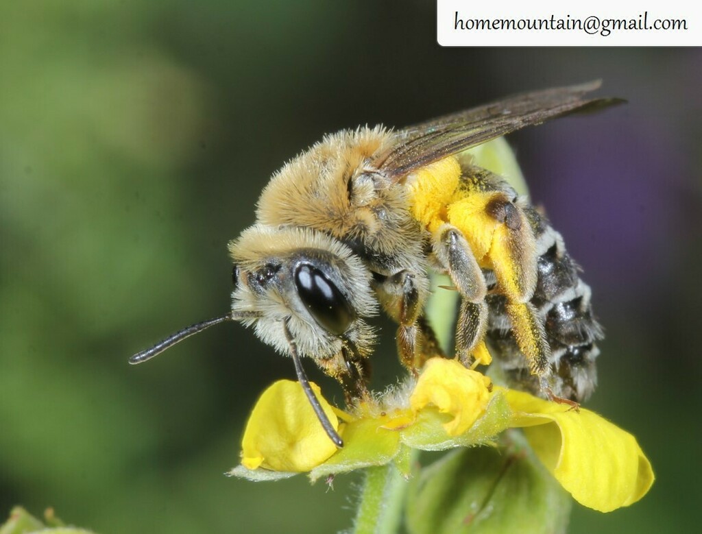Andrena ehnbergi
