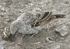 Histurgops ruficauda