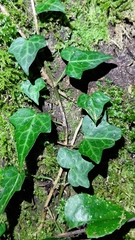 Hedera rhombea