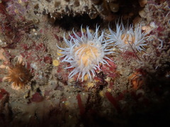 Actinothoe sphyrodeta