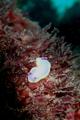 Felimida purpurea
