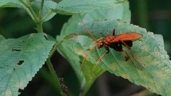 Cryptocheilus bicolor