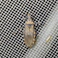 Panstrongylus geniculatus