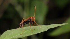Cryptocheilus bicolor