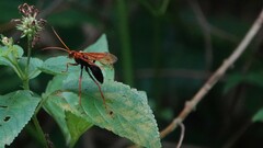 Cryptocheilus bicolor