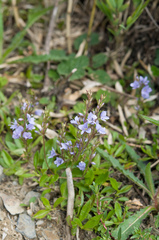 Veronica morrisonicola