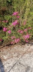 Calytrix fraseri