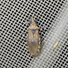 Panstrongylus geniculatus