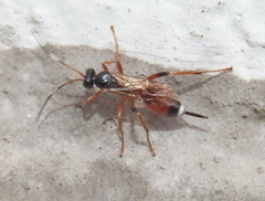 Agrothereutina
