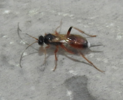 Agrothereutina