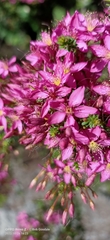 Calytrix fraseri