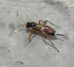 Agrothereutina