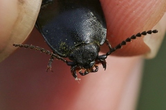 Melanactes densus