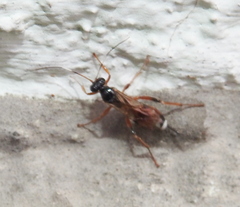 Agrothereutina