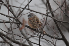 Emberiza godlewskii