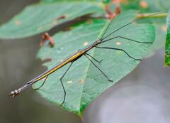 Paraphasma sooretama