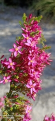 Calytrix fraseri