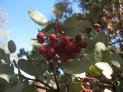 Arctostaphylos viscida