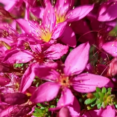 Calytrix fraseri