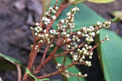 Miconia elata