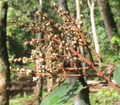Miconia elata
