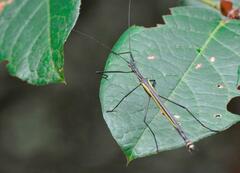 Paraphasma sooretama