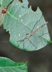 Paraphasma sooretama