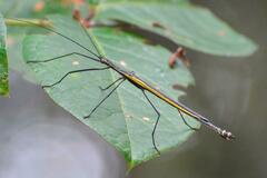 Paraphasma sooretama