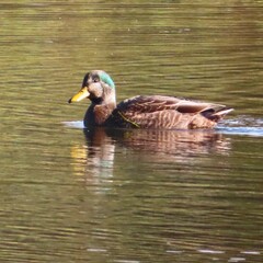 Anas rubripes × platyrhynchos