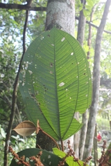 Miconia elata