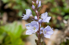 Veronica morrisonicola