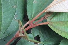 Miconia elata