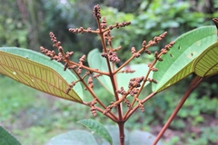 Miconia elata