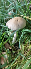 Candolleomyces candolleanus
