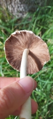 Candolleomyces candolleanus