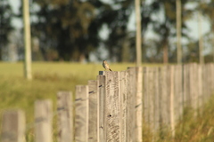 Ammodramus humeralis